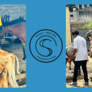 Bringing Joy to Abandoned Animals