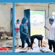 Bringing Joy to Abandoned Animals