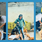 Bringing Joy to Abandoned Animals